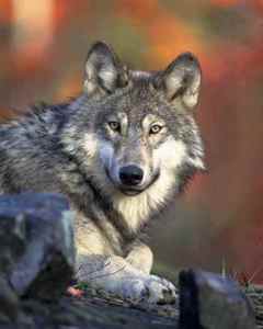  How much can the adult loup weigh?