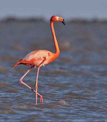 According to its name, the American Flamingo is native to what part of the world?