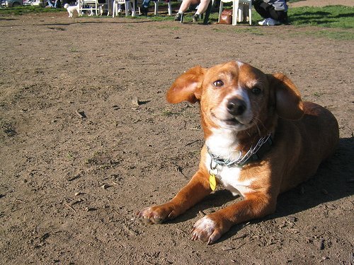  What is a 交叉, 十字架 between a corgi and a dachshund called?