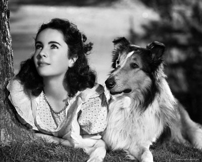 A Star in the making - Elizabeth Taylor starred in the film "The ------- of Lassie"?