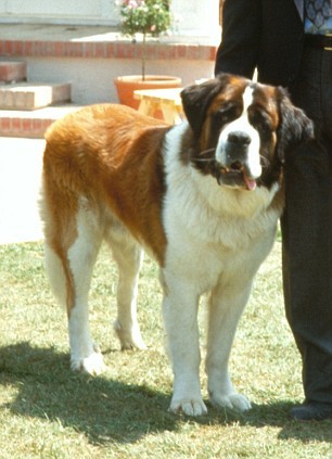 Dogs In Film - Can you name this dog from a film with the same name?