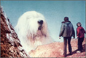  সারমেয় In Film - This dog starred in the ডিজনি film "Digby The Worlds Biggest Dog" What breed of dog is he ?