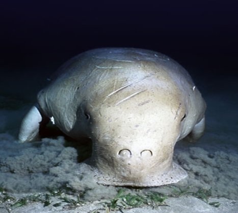 The Dungong is a cousin of the manatee and is closely related to the ____.