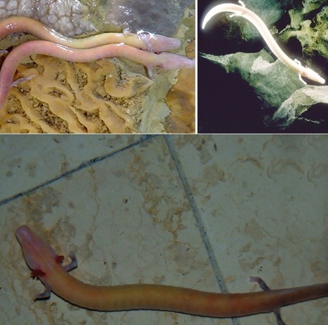  These are pictures of Olm's. It's blind, lives to 100, and goes ______ at a stretch without food.