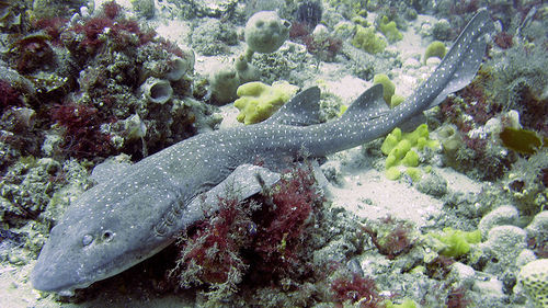 The blind shark in the subtropical southwest Pacific Ocean off of what 2 states of Australia?