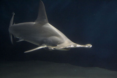  A Hammerhead requin was found in 2006 & now holds the record for being the biggest hammerhead on record, weighing in at 1280 pounds,what is so unique about this hammerhead?