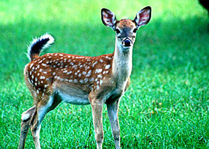  When do fawns lost their spots?
