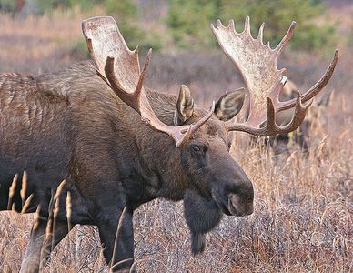  In what год was the first moose found?