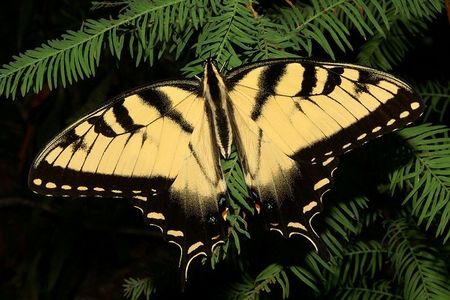 In my início state of SC, what is our state butterfly?