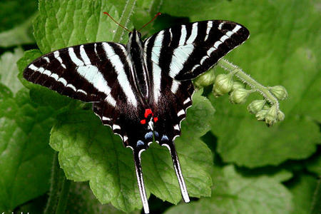  What state has the zebra, kuda belang Swallowtail as their state butterfly?
