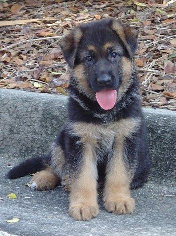  The German Shephard is listed as the 7th best guard dog, which breed is #1?