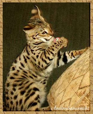  Savannahs are cross-bred from which species of wildcat?