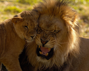  True au False:Lions have the loudest roar out of all the big cats.