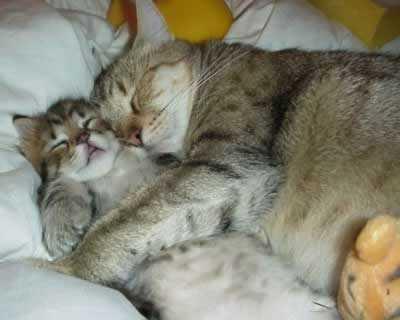  On a regular basis, how many hours do a cat usually sleep?