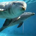 The largest member of the dolphin family is called...