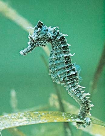  Baby seahorses hatch and develop in a pouch on their _____'s body. Fill in the blank.