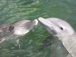  What is the maximum amount of time a bottlenose dolphin can hold its breath?