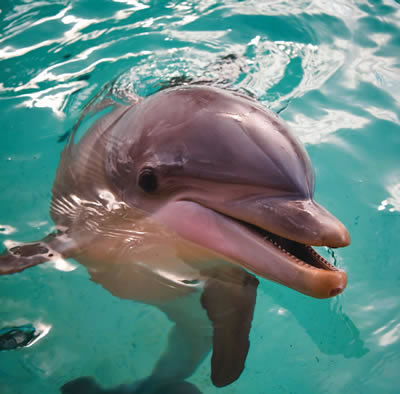 From how far away can a dolphin detect underwater sounds?