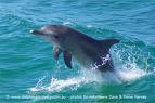  What is the average length of a common dolphin?