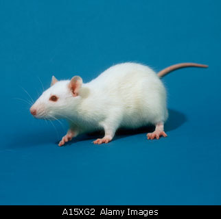 Fill in the blank : In Cleveland, Ohio it is illegal to catch mice without __________________.