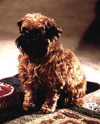  What was the name of Jill the dog's character in the film "As Good As It Gets?