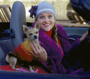  The name of Elle Woods's chihuahua