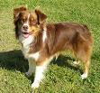 What color is this Australian Shepherd?