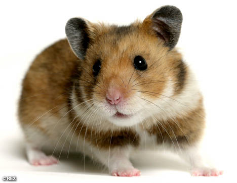  What was the name of the hamster that Rachel had as a child?