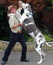 Is the Great Dane the tallest dog?