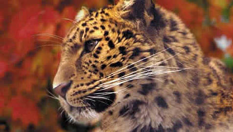  How many Amur leopards are left in the wild?
