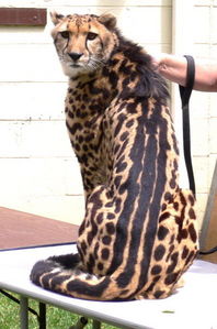  True または False: King Cheetahs are a sub-species of cheetah.