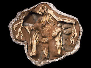  FOSSIL QUIZ: This fossil belongs to which dinosaur?