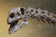  FOSSIL QUIZ: This fossil belongs to which dinosaur?