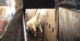  An American horse enters the kill box at a Mexican slaughter plant.