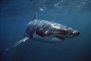 Great White शार्क