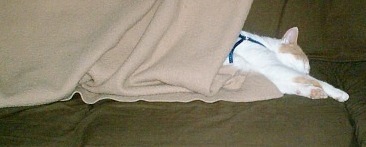  Max Under Blanket on Sofa