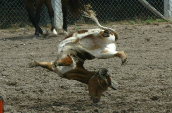  Animal Slammed to the Ground at Rodeo কোকাকোলা স্পন্সর