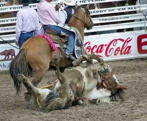 Animal Injured at Event that Coke Sponsors