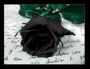  My black rose
