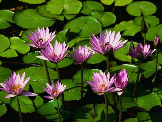 (water lilies)