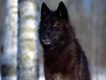  This is my first پسندیدہ type of wolf.The black wolf.