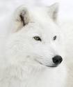 This is my 2nd favorite type of wolf.The white wolf.