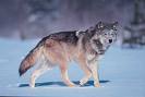  This is my 3rd प्रिय type of wolf.The gray wolf.