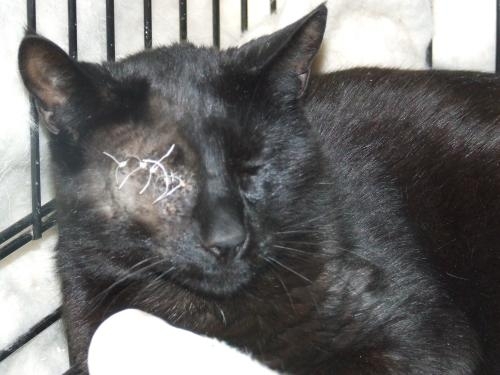  "My owner abused me, so I had to get stitches."