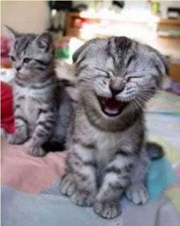 A cat laughing!!!!!!!!!! It was hard to find this pic XD