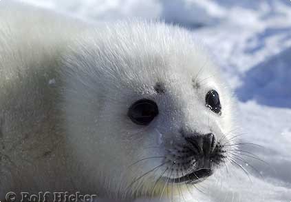 Baby Harp seal