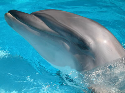  Bottle-nose dolfijn