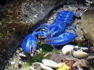  1 in every 4,000 lobsters is BRIGHT BLUE!