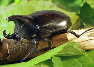  The strongest animal in the world is the rhinoceros beetle!