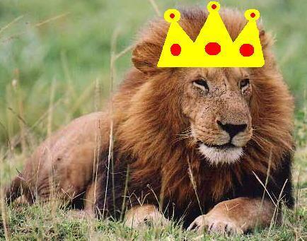  I Am Your KING!!!!!